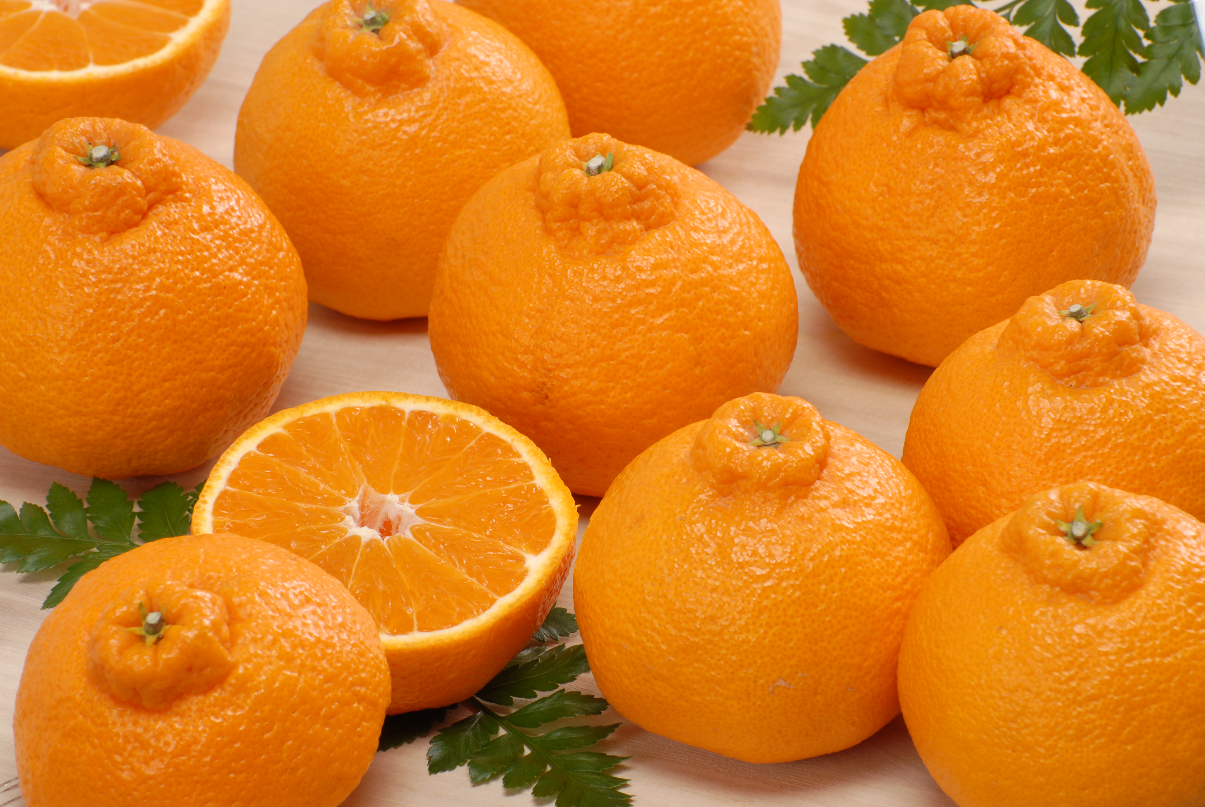 2月10日～順次発送　柑橘の王様不知火