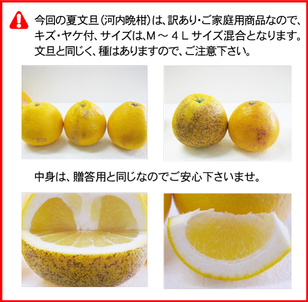 訳あり河内晩柑（小玉）