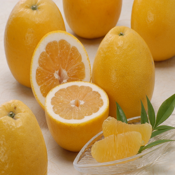 訳あり河内晩柑