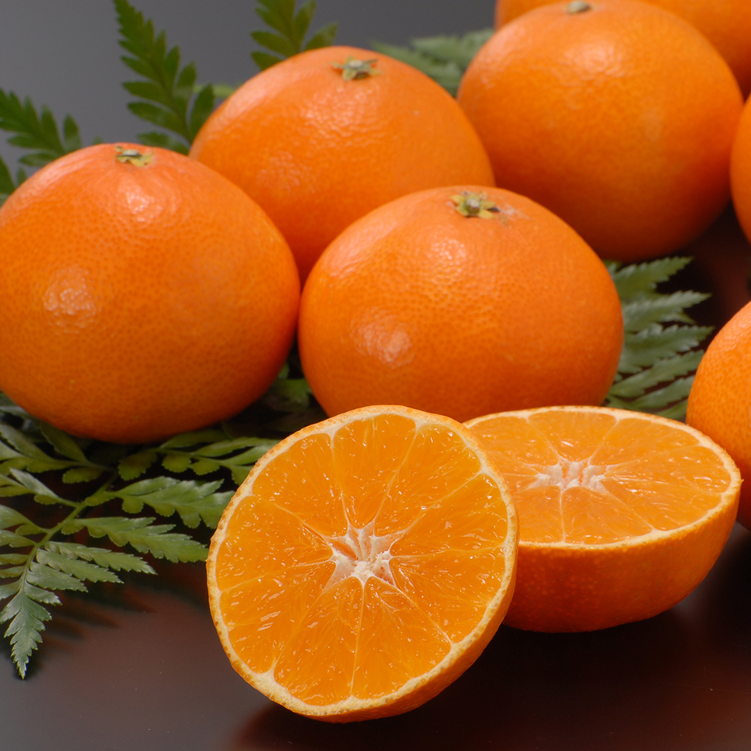 「12月上旬～順次発送」紅まどんな贈答用 約3kg