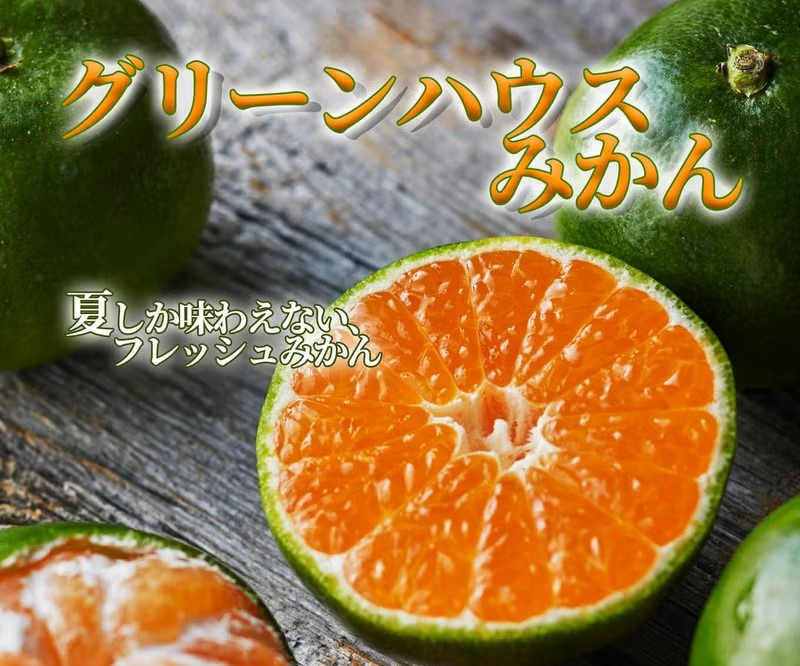 7月10日～順次発送　　　　熊本県産グリーンハウスみかん
