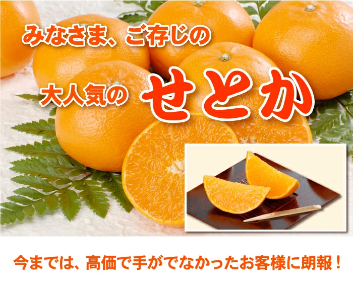 「2月20日～順次発送」せとかご家庭用2㎏