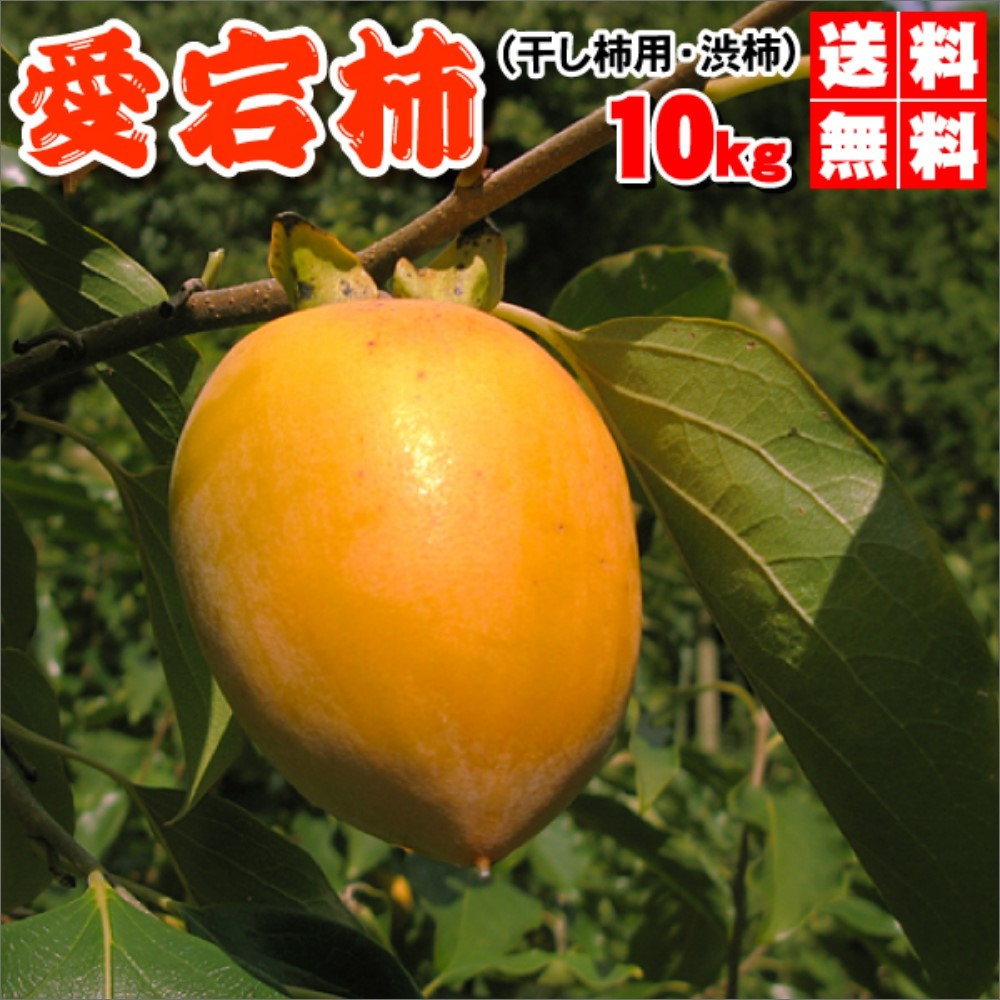 「12月上旬～順次発送」愛宕柿（干し柿用）渋柿 10kg