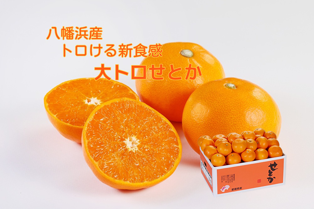 「2月15日～順次発送」せとか家庭用5㎏